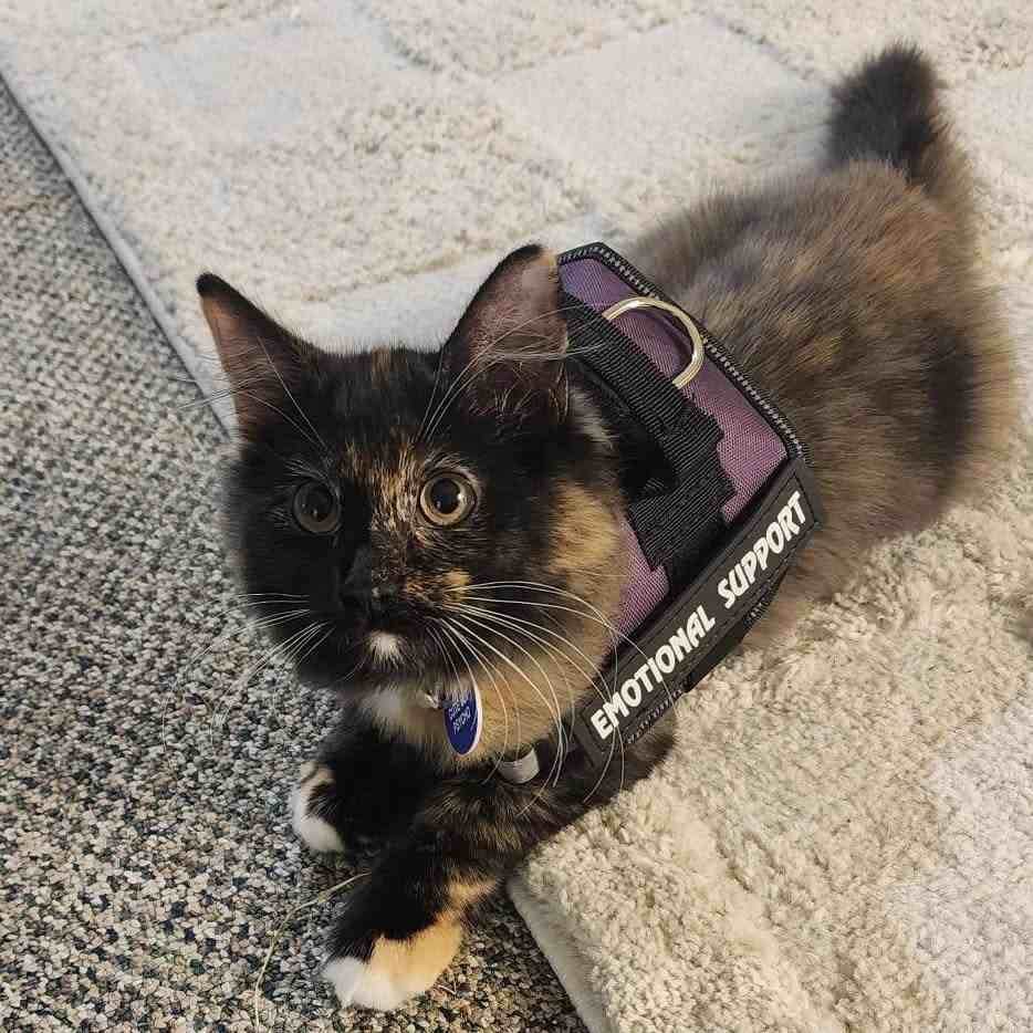 Tortoiseshell kitten wearing a purple emotional support harness on a beige carpet looking up with wide eyes